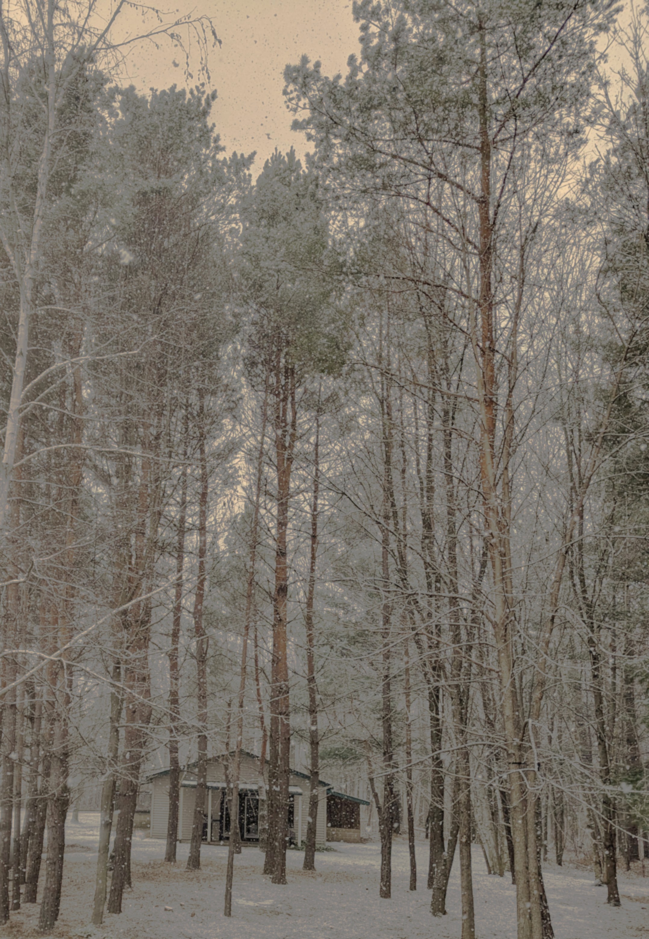 Wilderwood - our home in the woods of northern Michigan